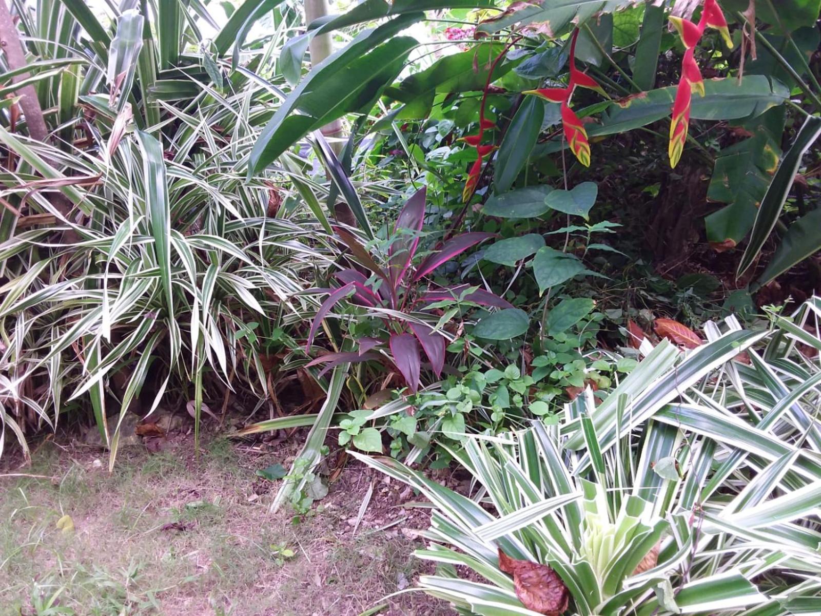 Port Antonio Brian'S Beach House מראה חיצוני תמונה
