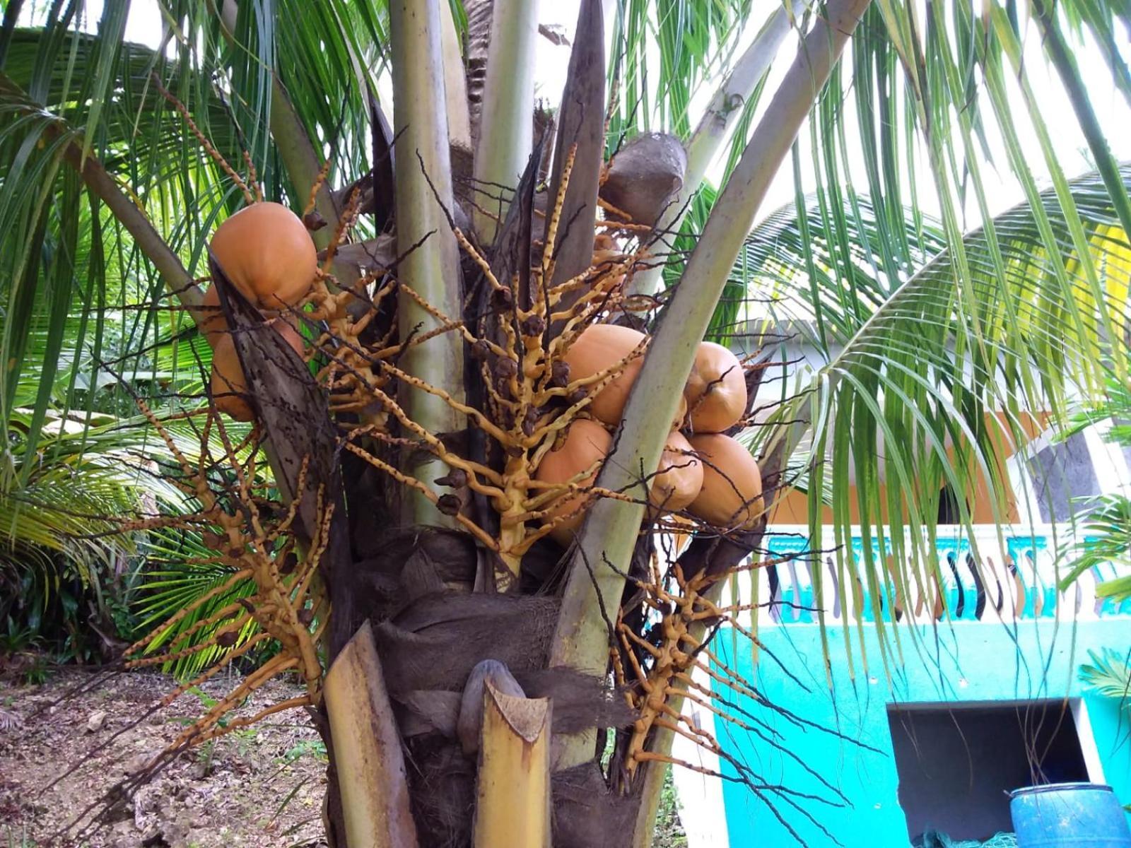 Port Antonio Brian'S Beach House מראה חיצוני תמונה